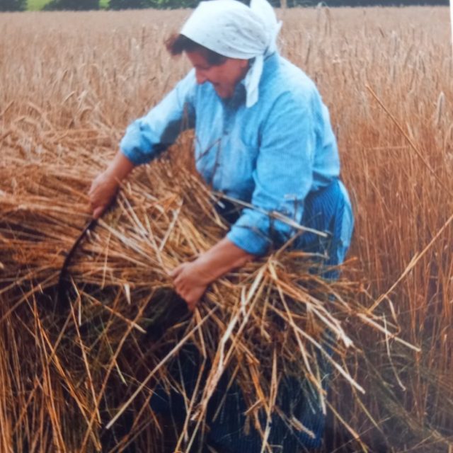 2006-Ernte vor 60 Jahren-4