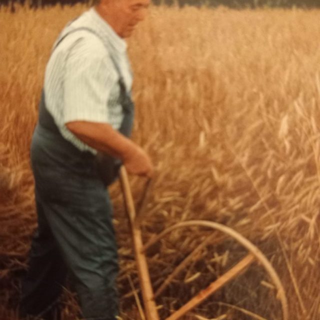 2006-Ernte vor 60 Jahren-5